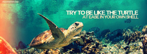 Try To Be Like The Turtle Quote Picture