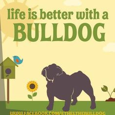 ... facebook com ethelthebulldog english bulldog quotes english bulldogs