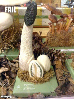 These are some of Funny Jokes And Photos Mushroom Toadstool Photo ...
