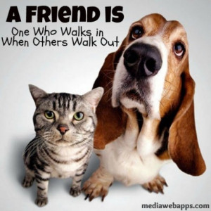Dog And Cat Friendship Quotes Dog And Cat Friends Quotes Dog