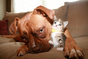 dog-kitten-friends