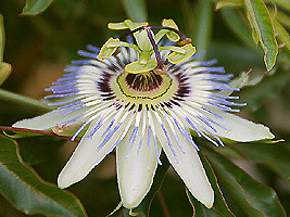 Passiflora Caerulea Blue Passion Flower