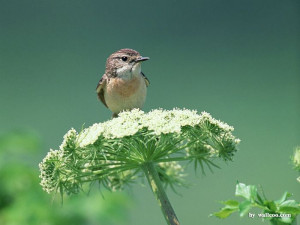Four Seasons of Birds - Lovely Bird in Spring (Vol.1) - Little Birds ...