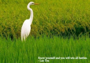 Lao tzu, quotes, sayings, know yourself, inspirational