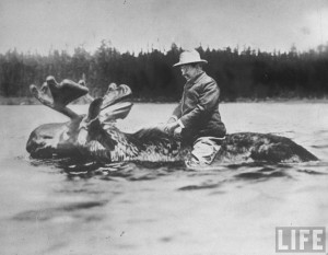 Theodore Roosevelt Riding a Moose - [I'd like to see Obama try that ...