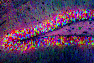 Hippocampus brainbowby Tamily Weissman, Harvard University