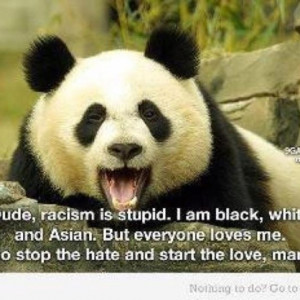 Funny Panda Pictures Quotes Videos Lols