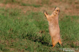 White Tailed Prairie Dog