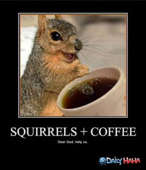 Squirrels_and_Coffee_funny_picture