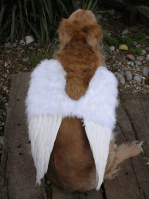 Dog Angel-Dog quotes-grief quotes