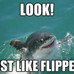 Dolphins with Funny Captions