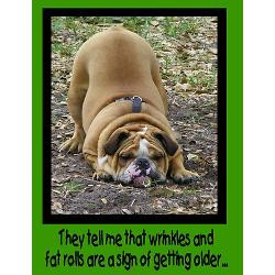 wrinkly_bulldog_birthday_card.jpg?height=250&width=250&padToSquare ...