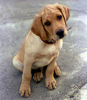 sad puppy face sad dog face are you right for a dog sad dog face