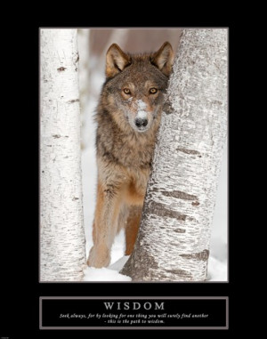 Photography > Animal Photography > Wolf Photography : Art Prints ...