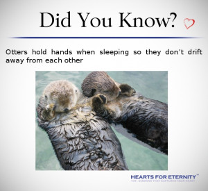 Otters hold hands too! So #cute We #LOVE #LoveFacts