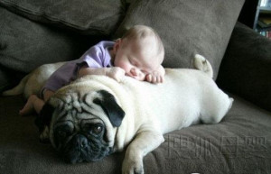 宝宝与斗牛犬萌照爆红 遇上萌宠那些经典表情