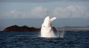 Call Me Migaloo: The Story Behind Real-Life White Whales