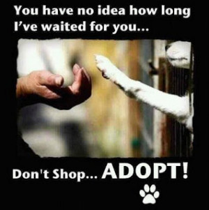 Save a life! Adopt an animal from a shelter!