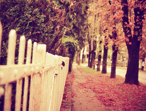 beautiful, fall, fence, leaves, photography, pretty, sunshine