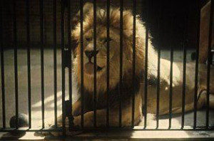 Millions of people yearly visit zoos paying to see locked up animals ...