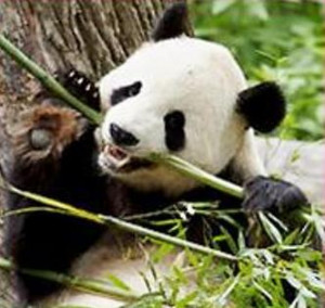 what are panda bears predators buckets cute pandas sichuan giant panda ...