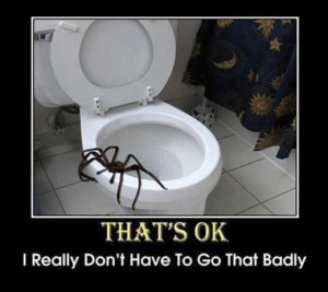 If You’re Scared of Spiders Then Give Australia a Miss (23 pics + 9 ...