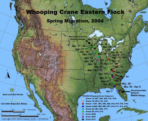 Whooping Crane Cranes Migration