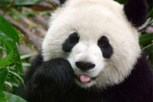 Giant Panda Facts!