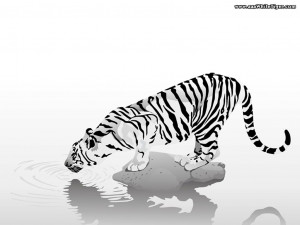 TIGER WALLPAPERS