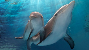 Movie Review: 'Dolphin Tale 2,' Starring Harry Connick Jr.