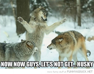 fighting dogs animals lets not get husky funny pics pictures pic ...