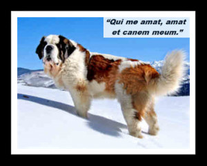St. Bernard of Menthon is the patron saint of skiing, not dogs or dog ...