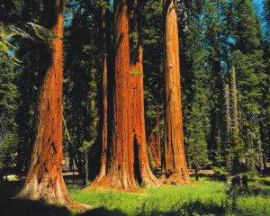 Sequoia Park - Californie © Mondeos