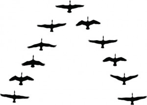 165908843-canada-geese-flying-in-v-formation-gettyimages.jpg?v=1&c ...