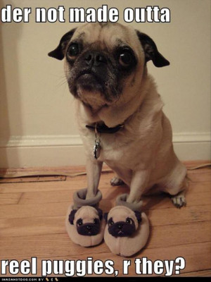 tagged with Funny Pug Dog Pictures - 35 Pics
