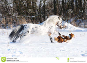 Appaloosa Dogs