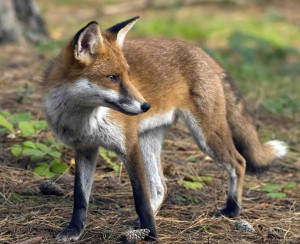 Fox, Animal Messages, Totems, spirit-animals.com