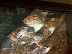 Daddy, Mom, Baby Squirrel in hug fest office in the park somewhere...