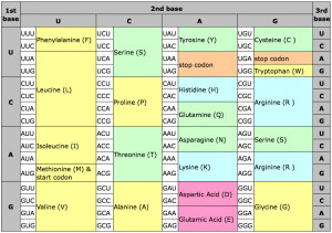 Amino Acid Chart