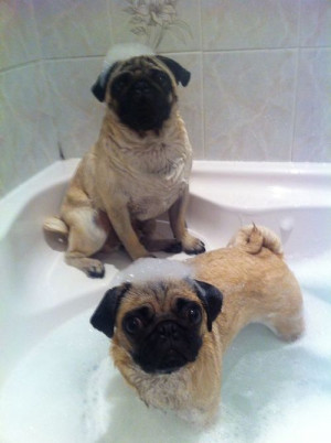 cute louis fun bath bubbles minnie pugs MY BABIES
