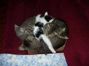 ... animal pictures with captions , funny animal pictures with sayings at