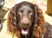 English Springer Spaniel: Wikis