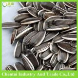 Buy Iran Sunflower Seeds 5009, for Human Eat
