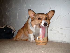 Funny photos funny dog long tongue peanut butter