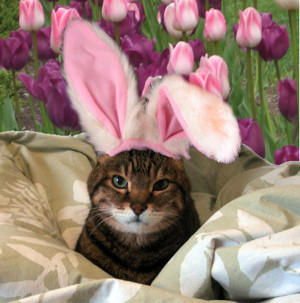 Easter - Animals With Rabbit Ears (11)