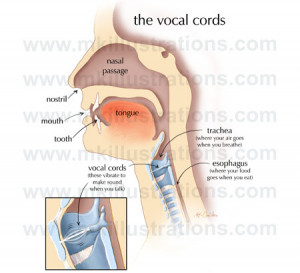 Vocal folds