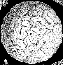 ernst haeckel catch phrase