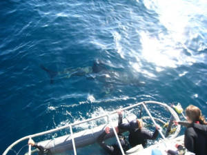 Cage Diving With Great White Sharks in South Africa