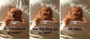 ... - did big dog go to bed - ok then - Pomeranian puppy tucked in bed