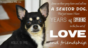 Senior Dogs Quotes Senior dog quote via www.